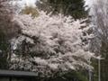 仙台のサクラ。この一帯は桜の木がたくさんあります。