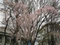 仙台のサクラ。枝垂桜。
