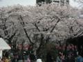 仙台のサクラ。西公園の桜も満開です。お花見している人も多くいまし