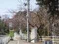 去年も取り上げた某所の桜の木です。