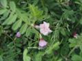 落ちたサクラの花が草に包まれています。カラスノエンドウ