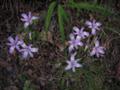 ここにもヒメシャガの花がたくさん咲いています。