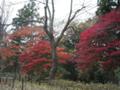 川内記念講堂の北側の木々の紅葉です。