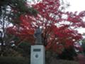 真っ赤な紅葉を背に立つ支倉常長像。