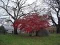 紅葉と石碑。
