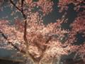 西公園の夜桜です。下からライトで照らされて桜が輝いています。