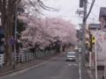 道沿いのきれいな桜並木です。丁度今が満開でしょうか。