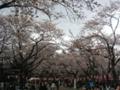 西公園の桜。今日も花見客で賑わっています。