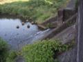 木流堀　水が音を立てて広瀬川に流れ込みます。
