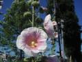 フヨウの花がたくさん咲いていました。