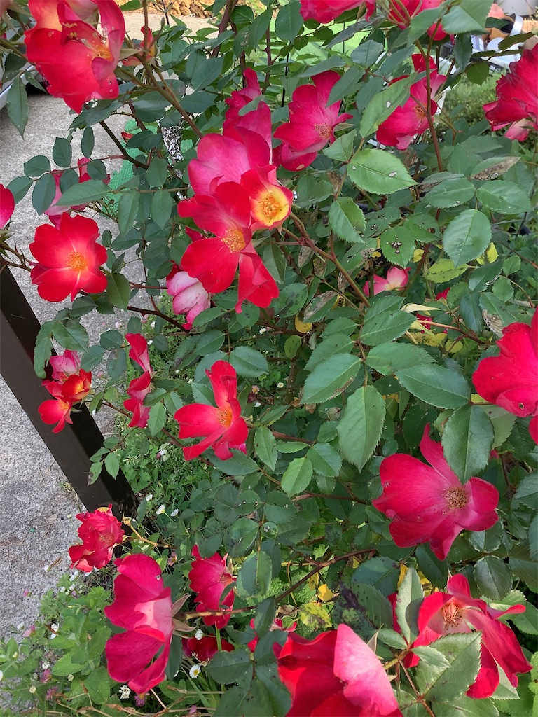 f:id:kaomil4325:20220509225710j:image