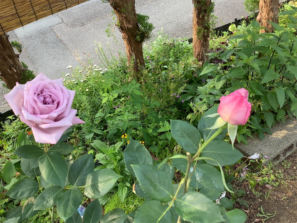 f:id:kaomil4325:20220509225741j:image