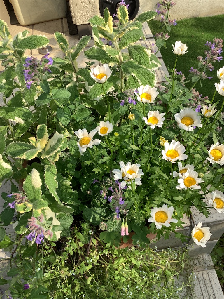 f:id:kaomil4325:20220509225801j:image