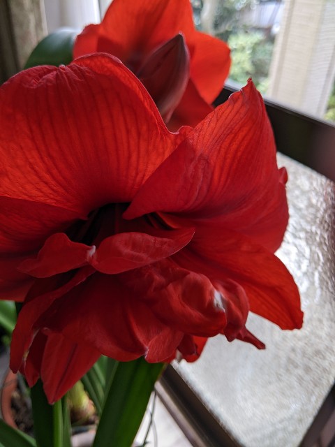 f:id:kaomil4325:20230310062433j:image