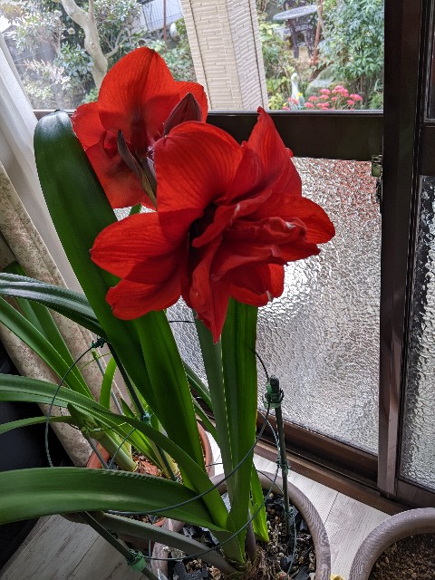 f:id:kaomil4325:20230310062934j:image