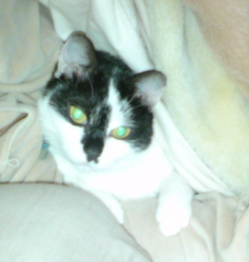 f:id:kaon-yokegawa:20111231095528j:plain