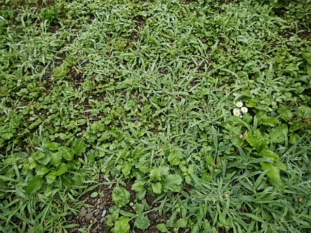 f:id:kaon-yokegawa:20190629103343j:plain