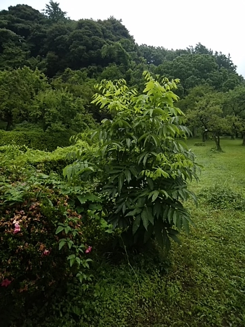 f:id:kaon-yokegawa:20190629113244j:plain