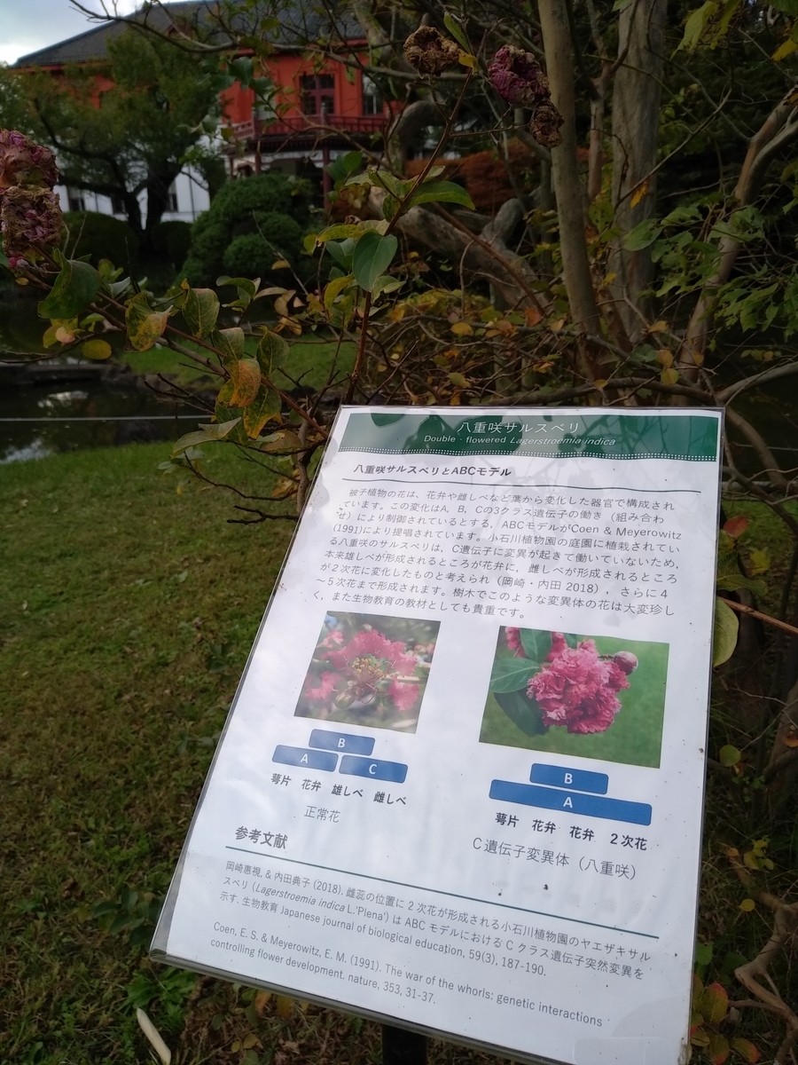 f:id:kaon-yokegawa:20191027144541j:plain