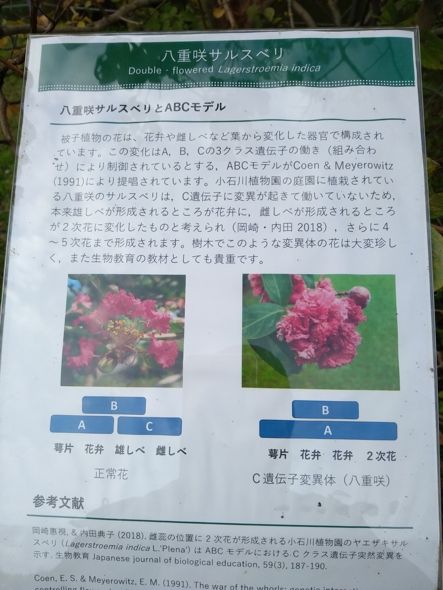 f:id:kaon-yokegawa:20191027144547j:plain