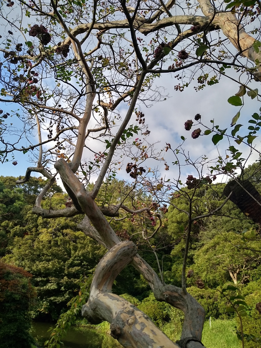 f:id:kaon-yokegawa:20191027144753j:plain