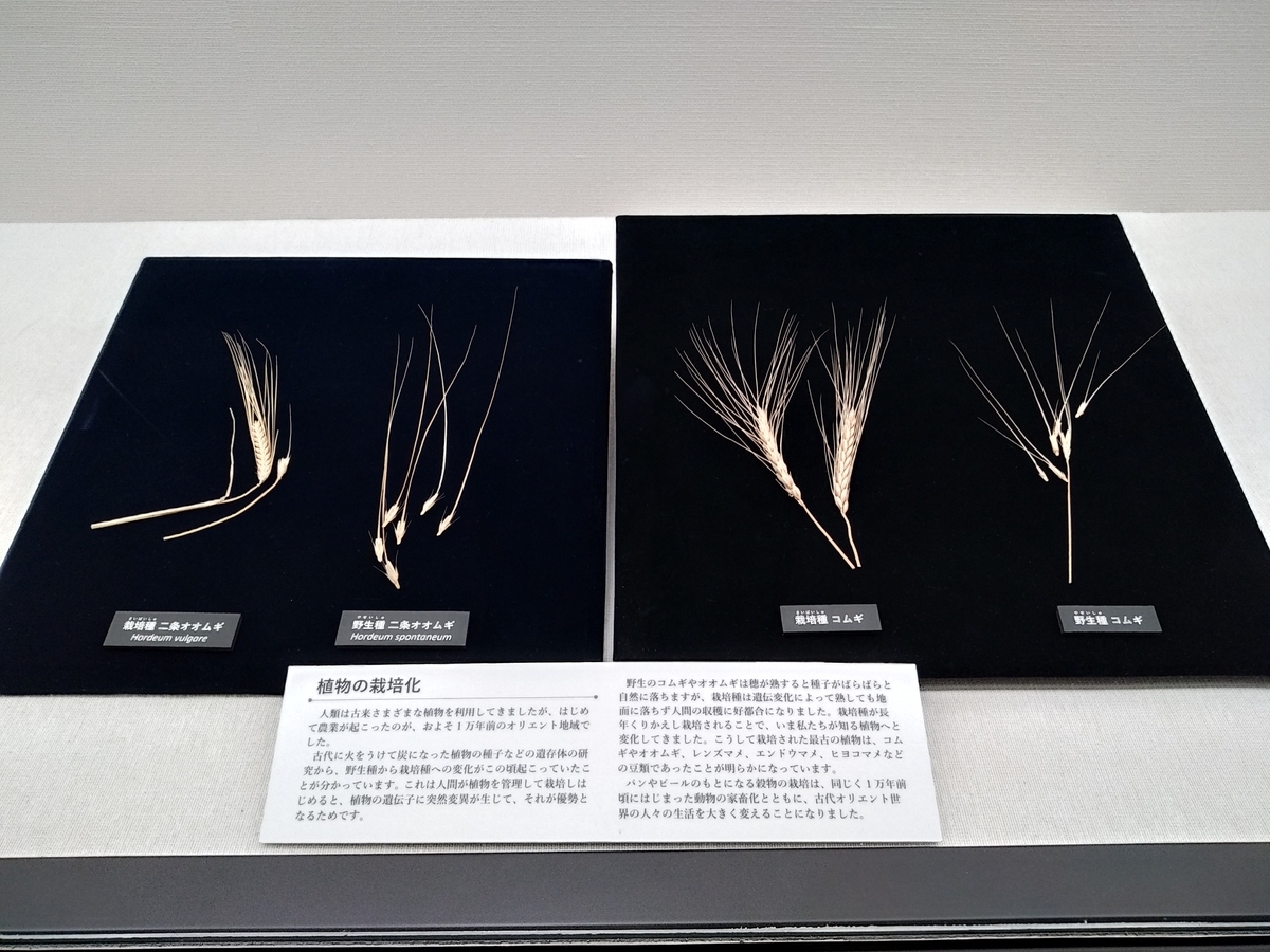 f:id:kaon-yokegawa:20200210144411j:plain