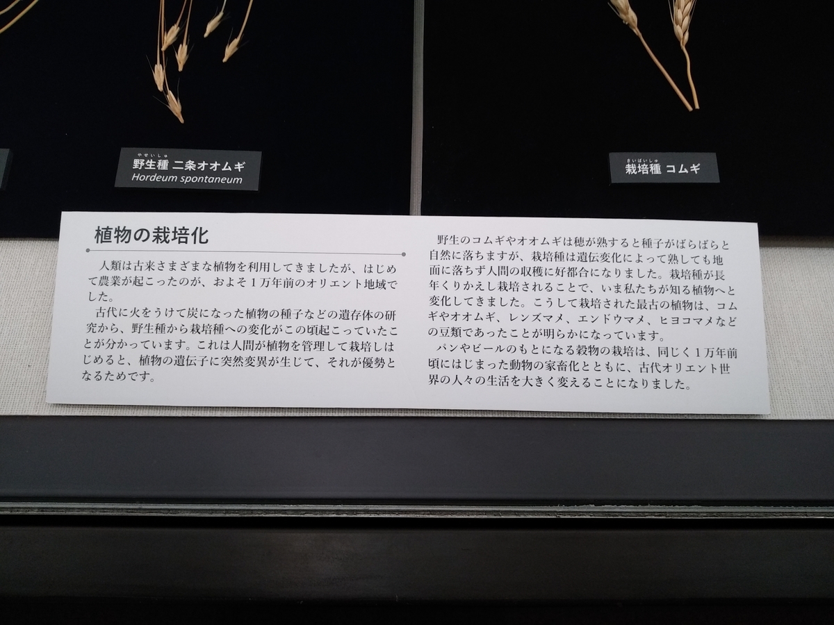 f:id:kaon-yokegawa:20200210144521j:plain