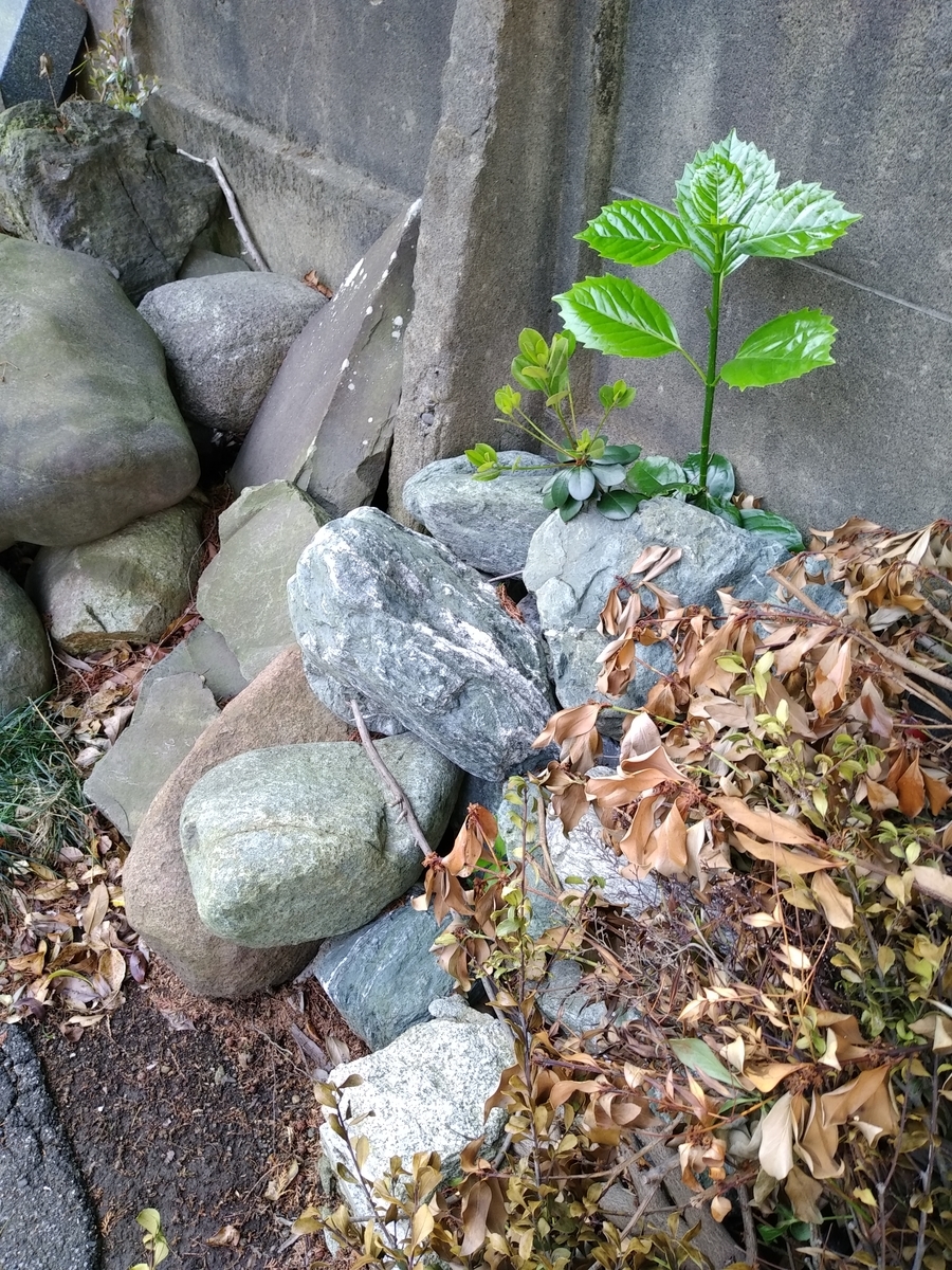 f:id:kaon-yokegawa:20200430072846j:plain