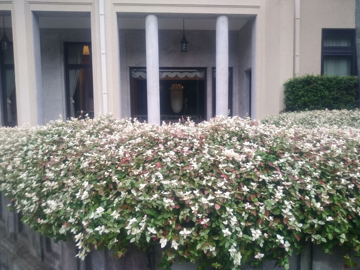 f:id:kaon-yokegawa:20200910133644j:plain