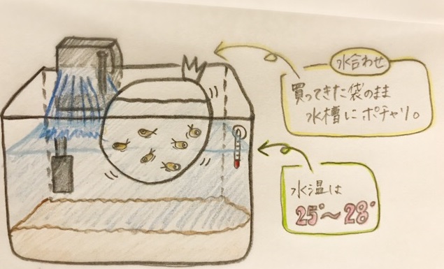 f:id:kaonashikodama:20170813224247j:plain f:id:kaonashikodama:20170813224247j:plain