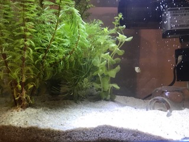 f:id:kaonashikodama:20170813224716j:plain f:id:kaonashikodama:20170813224716j:plain
