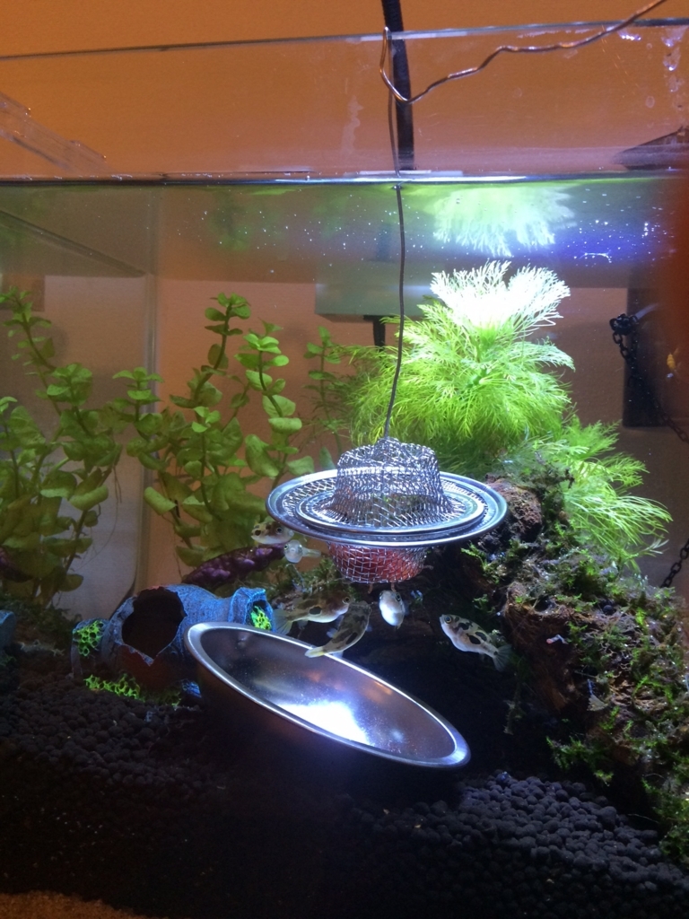 アベニーパファーの餌やり かおなしこだまの日常