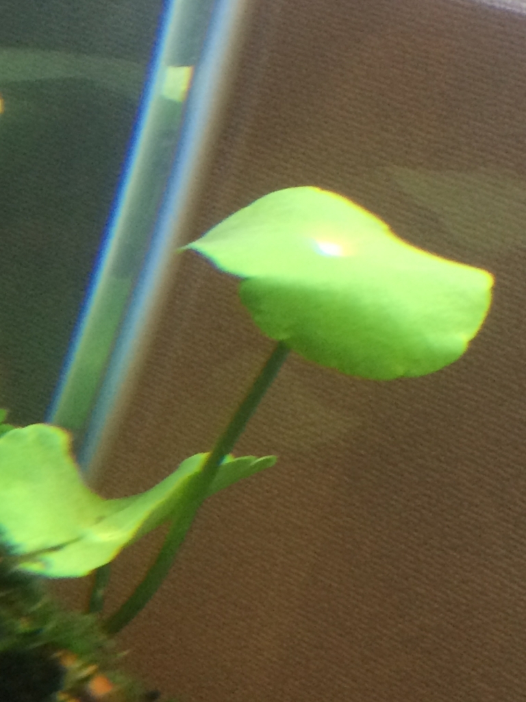 f:id:kaonashikodama:20170826232954j:plain f:id:kaonashikodama:20170826232954j:plain