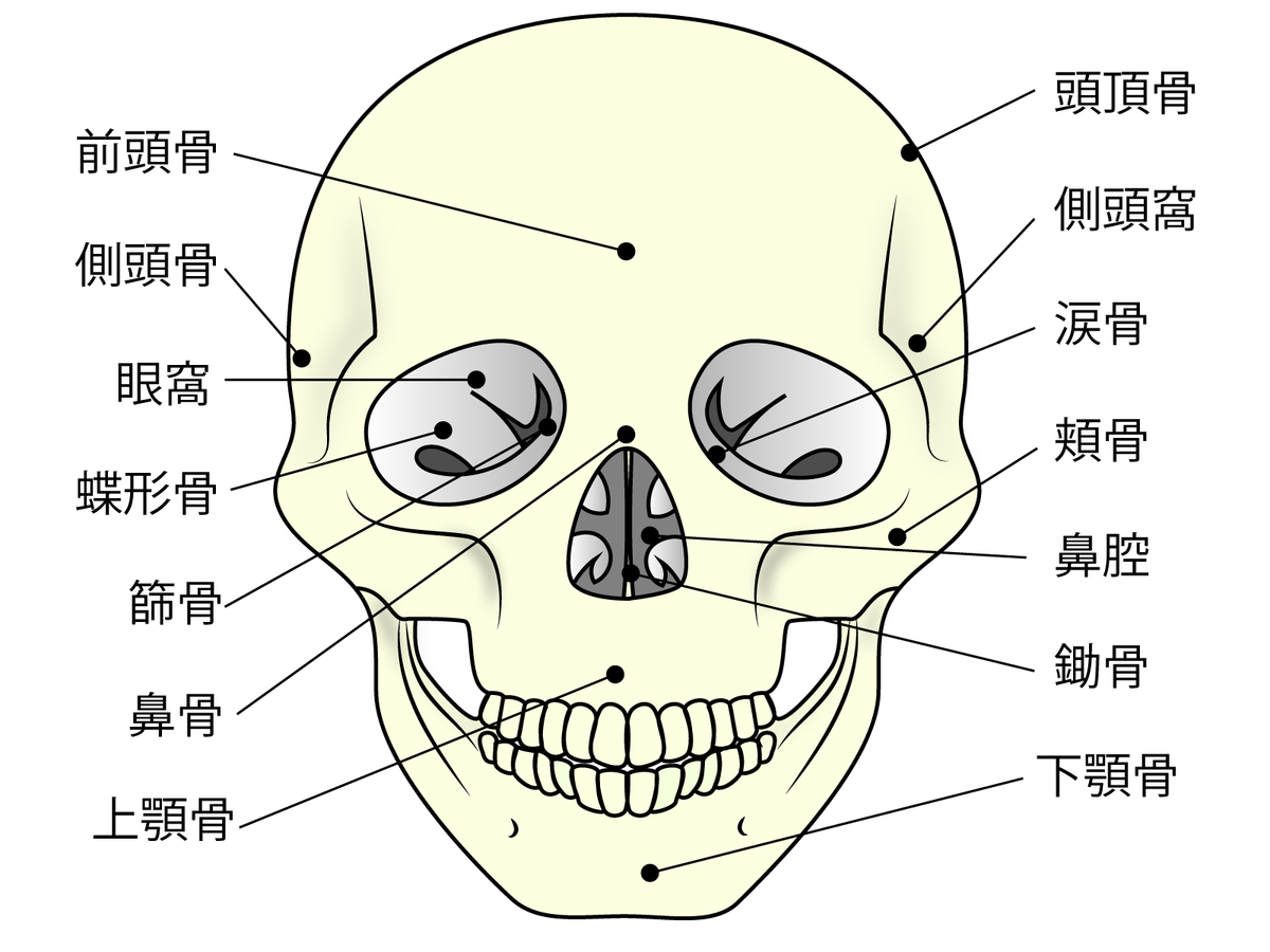 f:id:kaonototonoe:20190531112751j:plain f:id:kaonototonoe:20190531112751j:plain