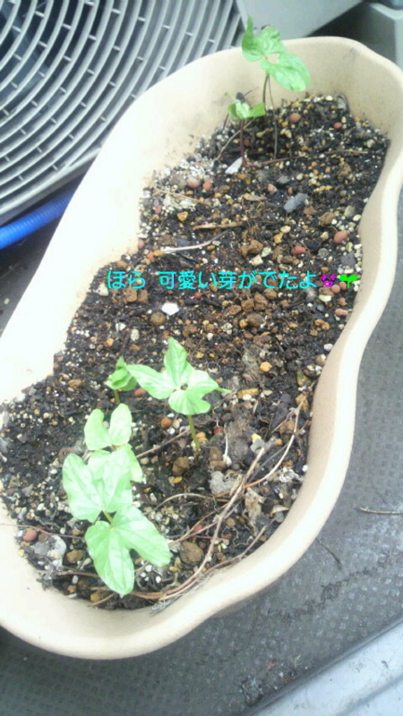 f:id:kaori-ri:20160630051757j:plain おしゃれフルーツ