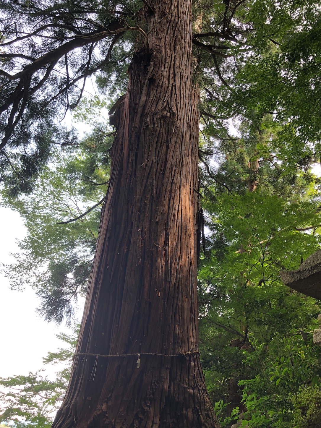 f:id:kaori3211:20200721203046j:image