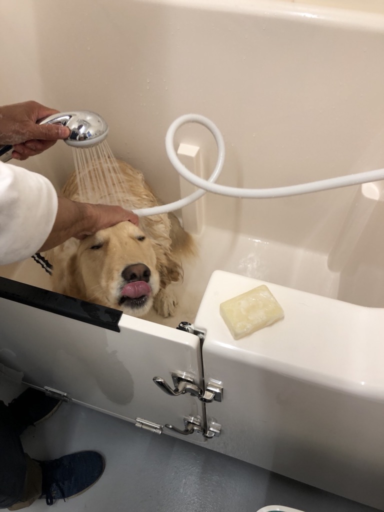 f:id:kaorin_dogcare:20190830215011j:plain
