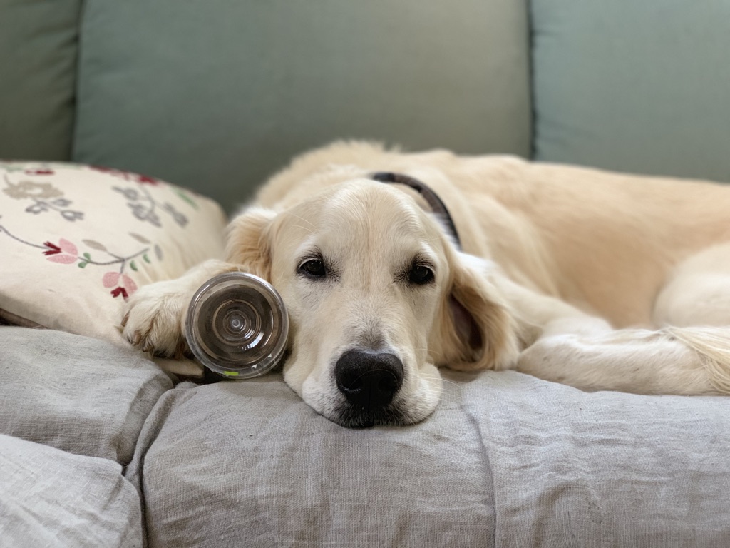 f:id:kaorin_dogcare:20190831234337j:plain