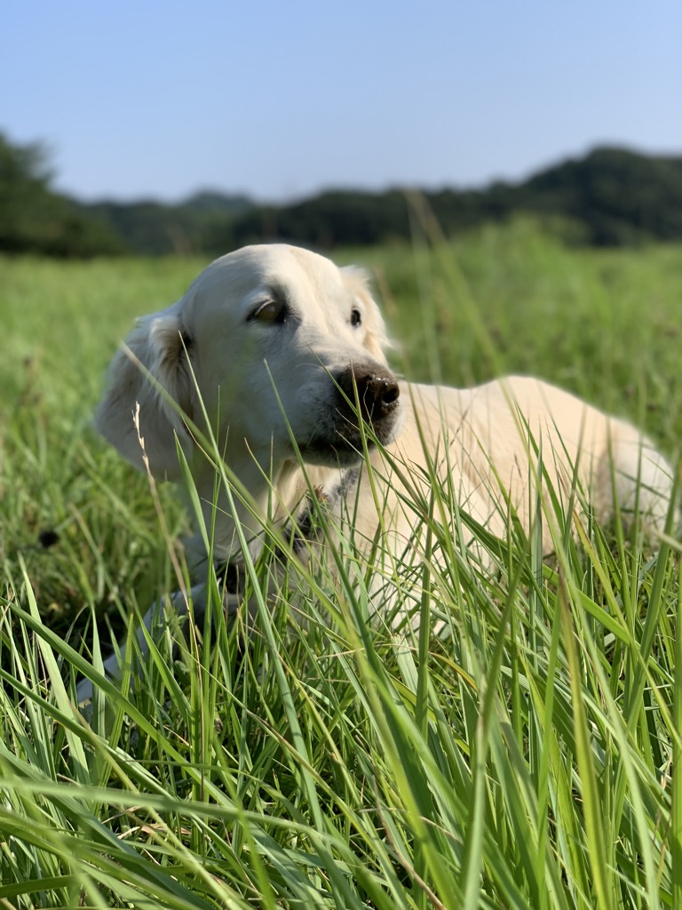 f:id:kaorin_dogcare:20190902234724j:plain