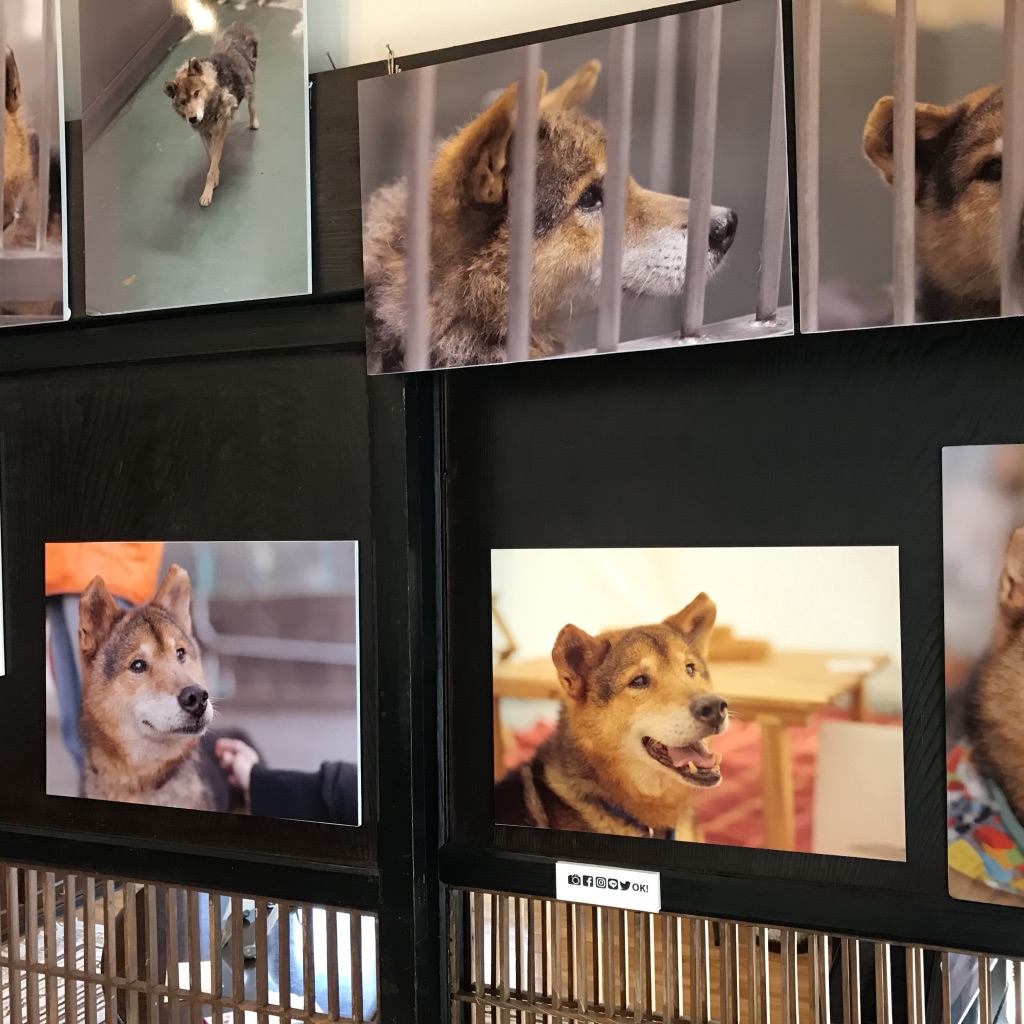 f:id:kaorin_dogcare:20190909000331j:plain