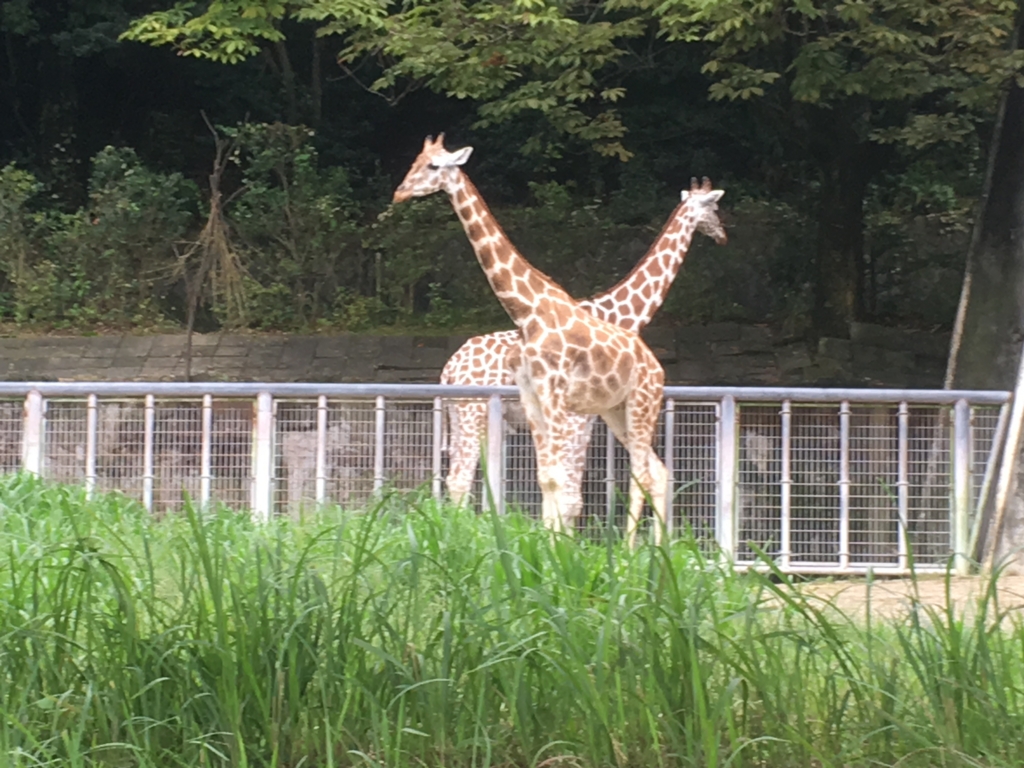 f:id:kaoringo7:20160929152912j:plain