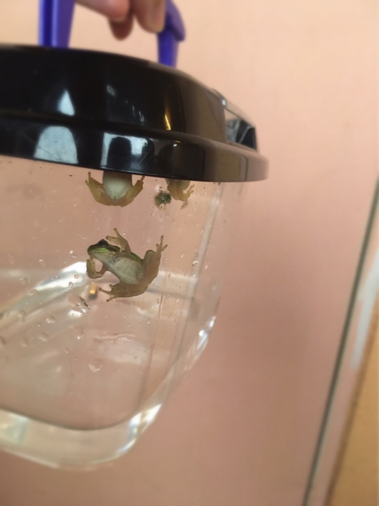 f:id:kaoringo7:20170804132422j:plain