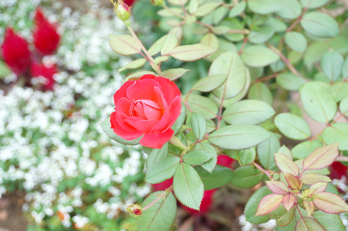 f:id:kaoringoldship:20190929000612j:plain f:id:kaoringoldship:20190929000612j:plain