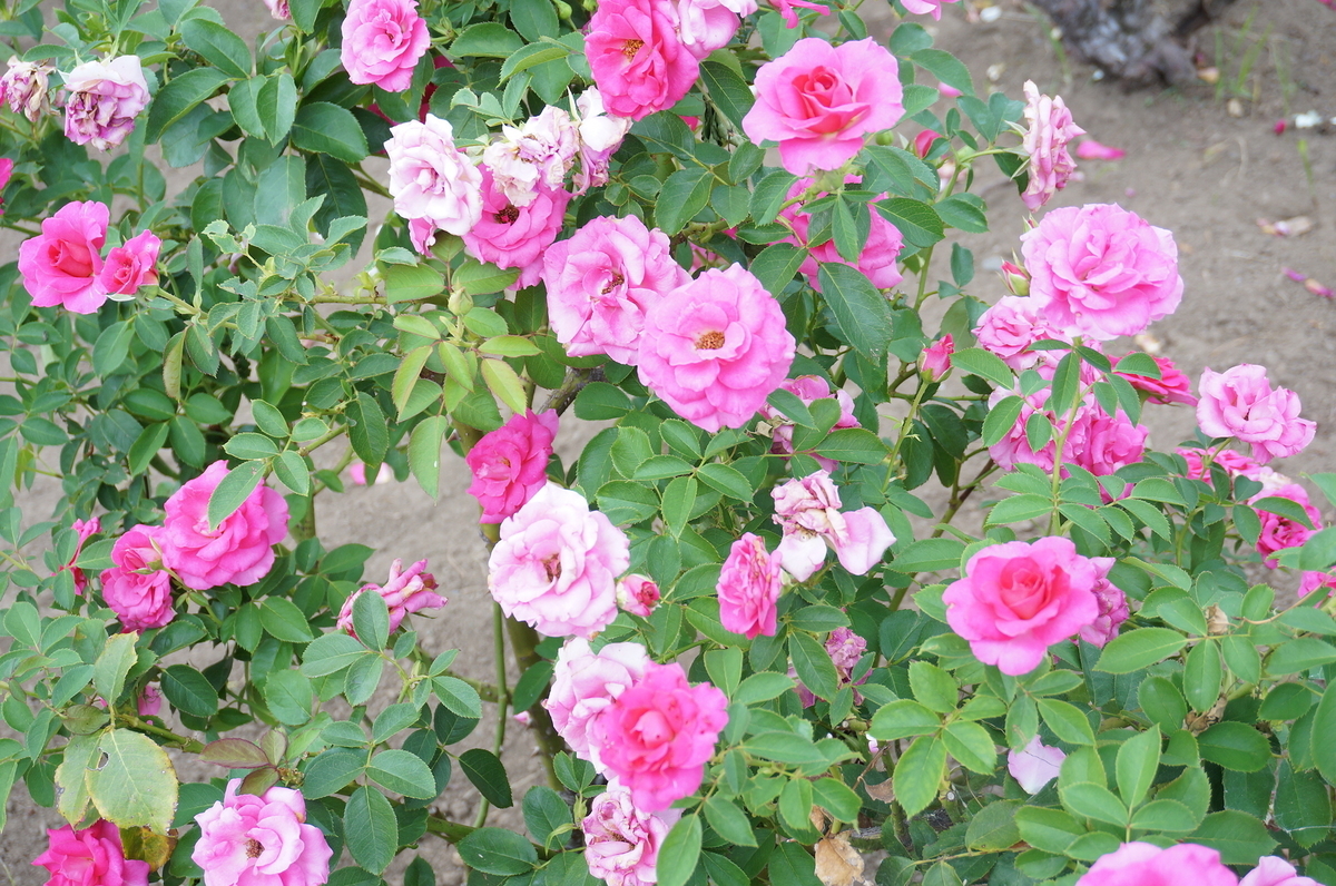 f:id:kaoringoldship:20190929234334j:plain f:id:kaoringoldship:20190929234334j:plain