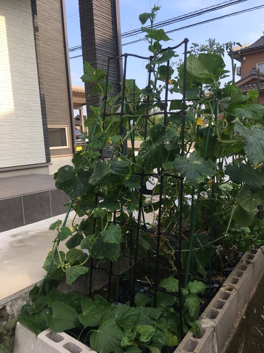 f:id:kaoriychan:20190811215618j:plain