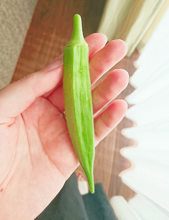 f:id:kaoriychan:20190819084212j:plain f:id:kaoriychan:20190819084212j:plain