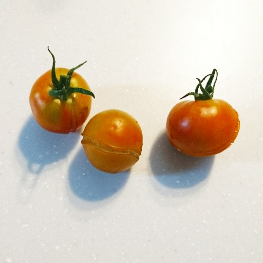 f:id:kaoriychan:20190822115326j:plain f:id:kaoriychan:20190822115326j:plain