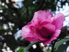 f:id:kaoru-03_01:20090902060528j:image