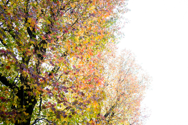 f:id:kaoruda:20131116015539j:image f:id:kaoruda:20131116015539j:image