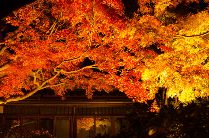 f:id:kaoruikeda:20201128124443j:plain